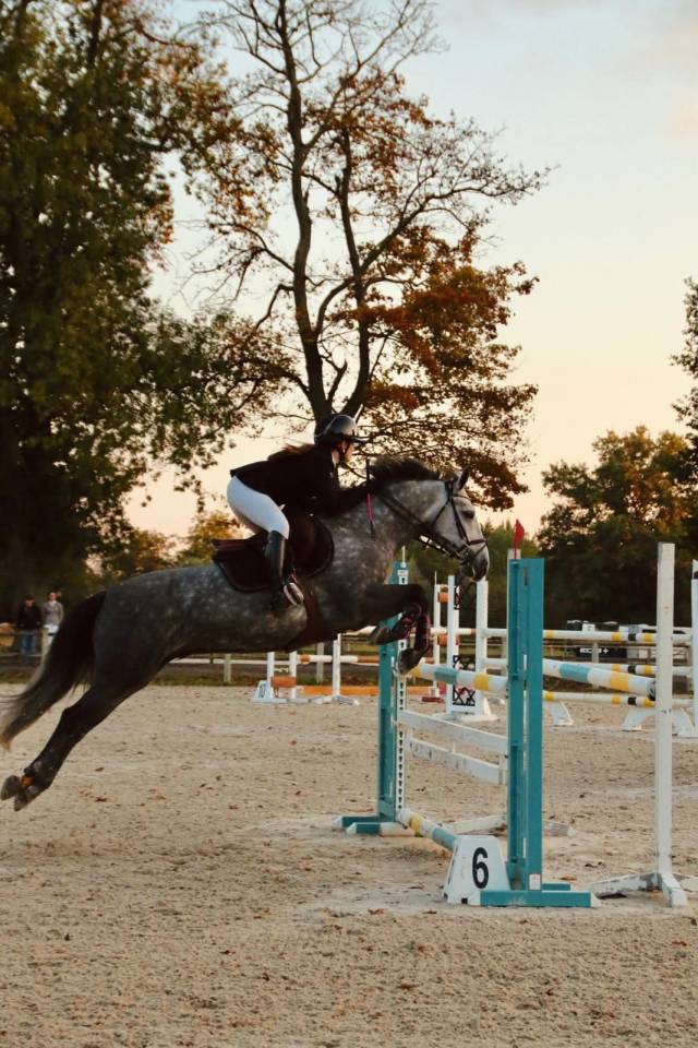 Caballo castrado Connemara En venta 2019 Tordo por Arda's Murphy