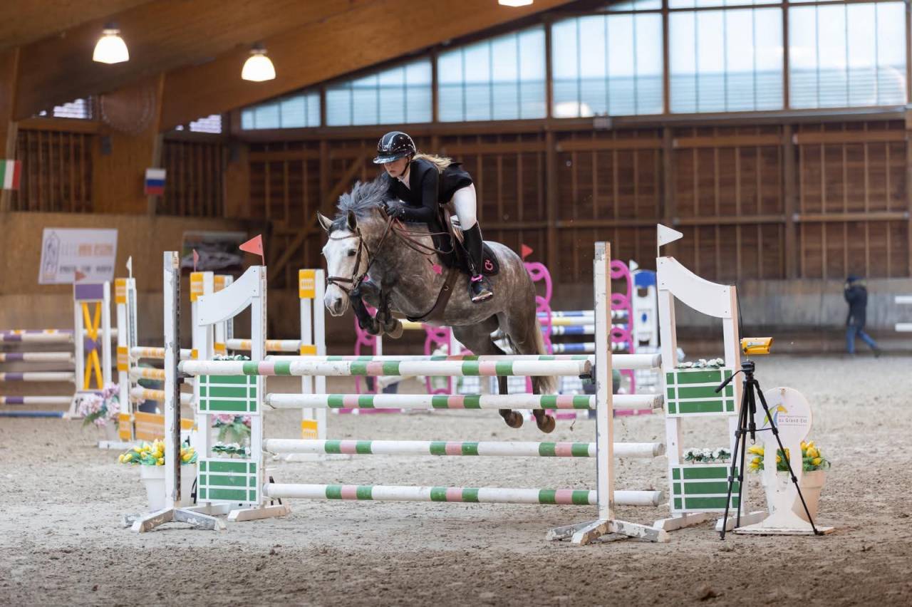 Caballo castrado Connemara En venta 2019 Tordo por Arda's Murphy