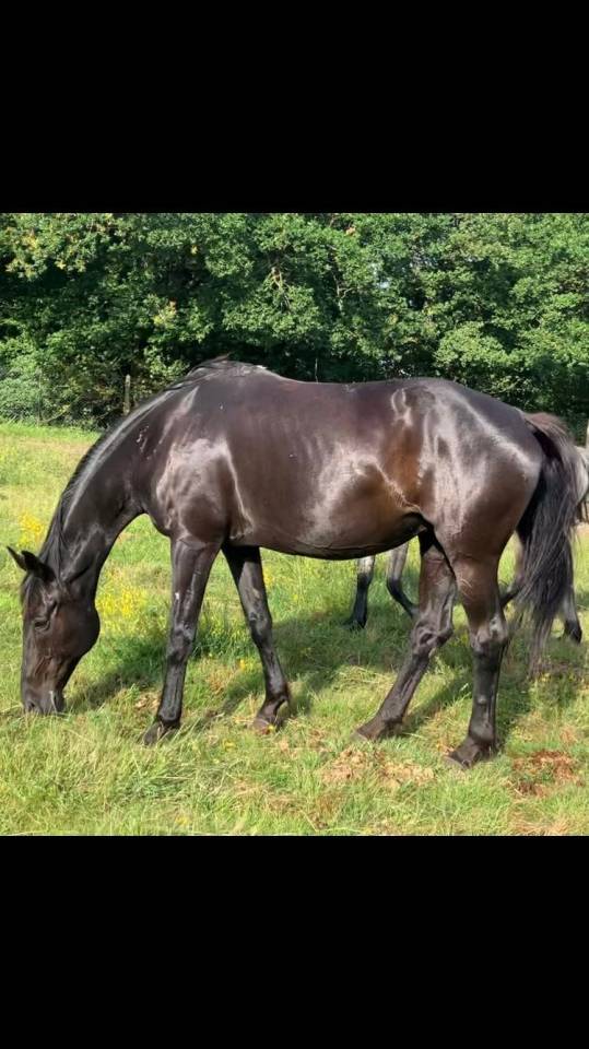 Yegua de ganader&iacute;a Oldenburgu&eacute;s En venta 2008 Negro por SAN AMOUR
