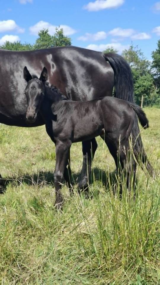 Yegua de ganader&iacute;a Oldenburgu&eacute;s En venta 2008 Negro por SAN AMOUR