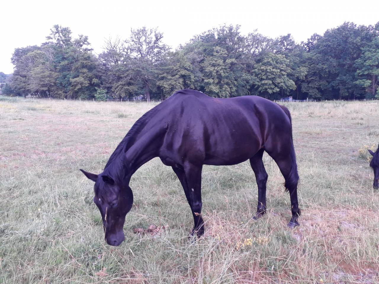 Yegua de ganader&iacute;a Oldenburgu&eacute;s En venta 2008 Negro por SAN AMOUR