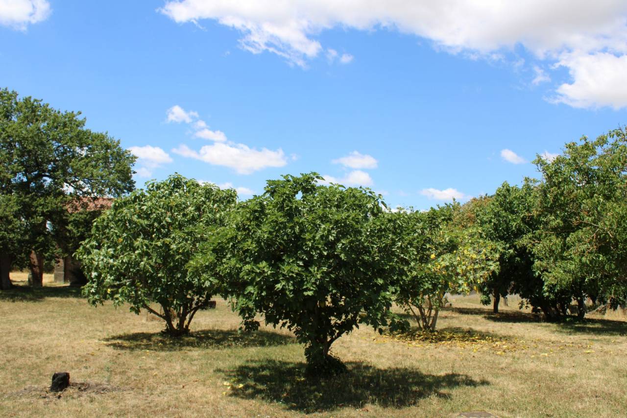 Propiedad ecuestre En venta Alto Garona