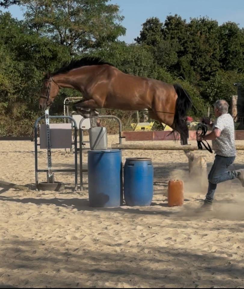Caballo castrado Silla Franc&eacute;s En venta 2018 Bayo por HURLEVENT DE BREKA