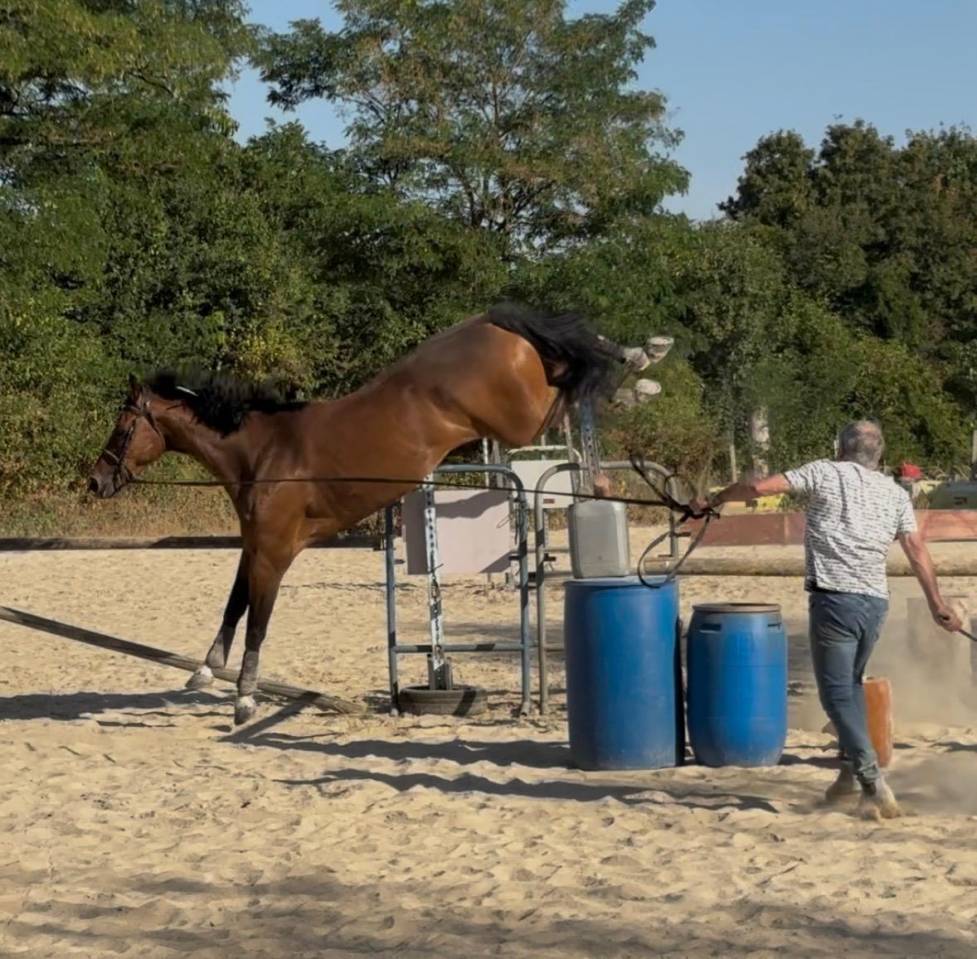 Caballo castrado Silla Franc&eacute;s En venta 2018 Bayo por HURLEVENT DE BREKA