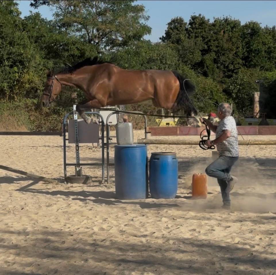 Caballo castrado Silla Franc&eacute;s En venta 2018 Bayo por HURLEVENT DE BREKA