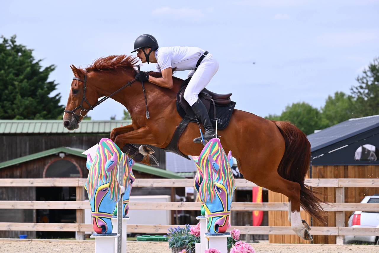 Caballo castrado Silla Franc&eacute;s En venta 2020 Alaz&aacute;n