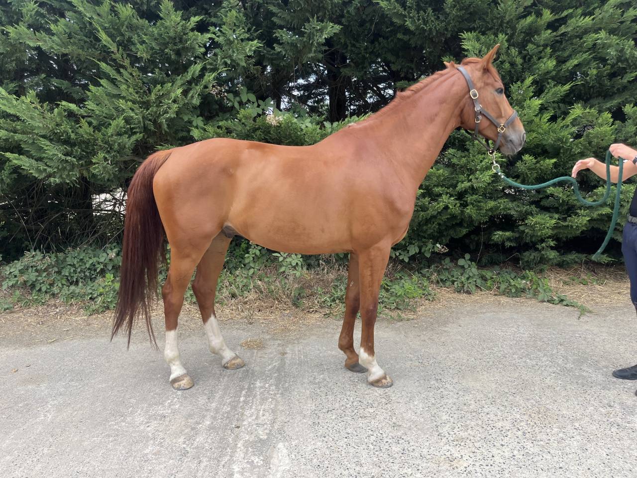 Caballo castrado Silla Franc&eacute;s En venta 2020 Alaz&aacute;n