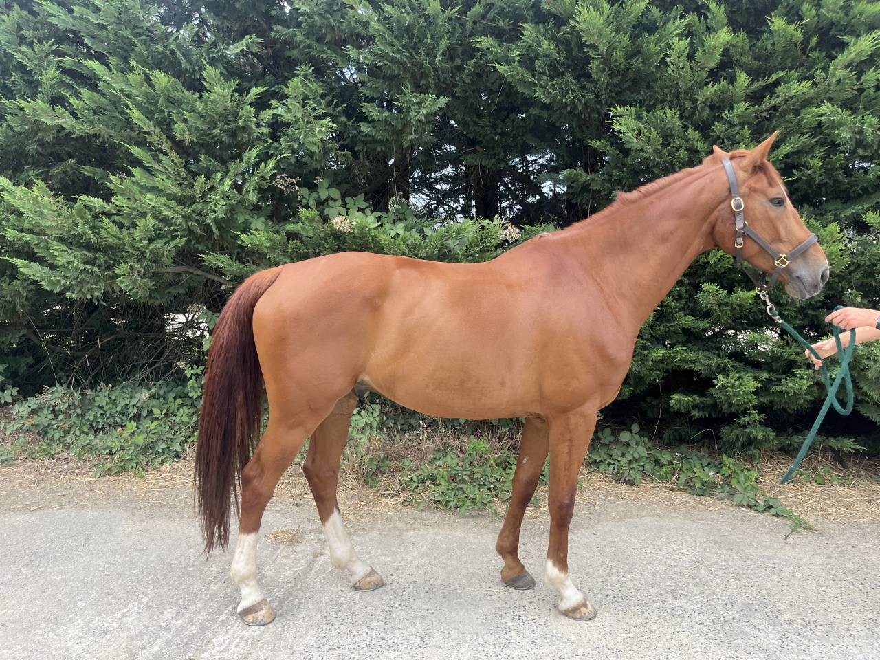 Caballo castrado Silla Franc&eacute;s En venta 2020 Alaz&aacute;n