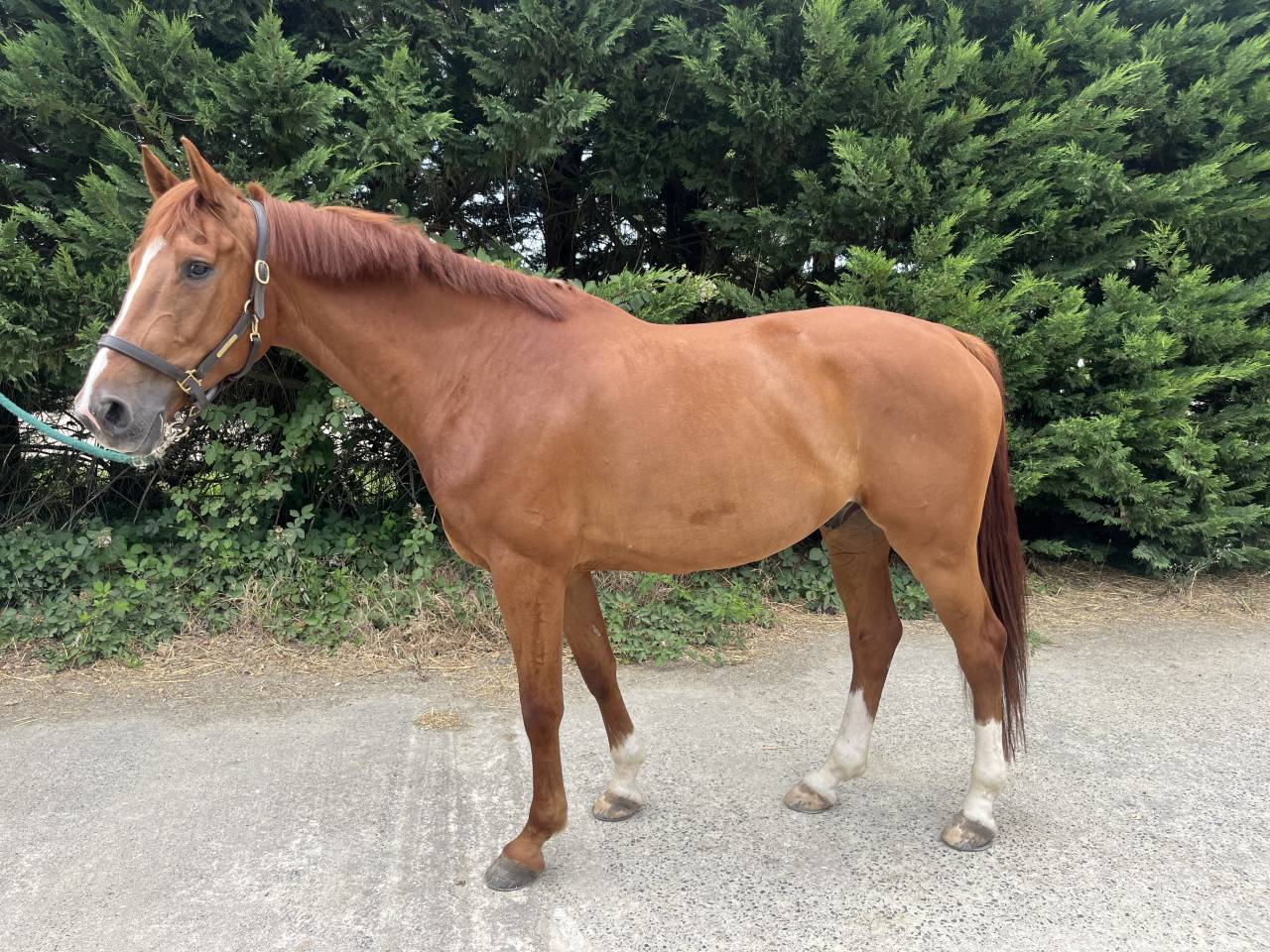 Caballo castrado Silla Franc&eacute;s En venta 2020 Alaz&aacute;n