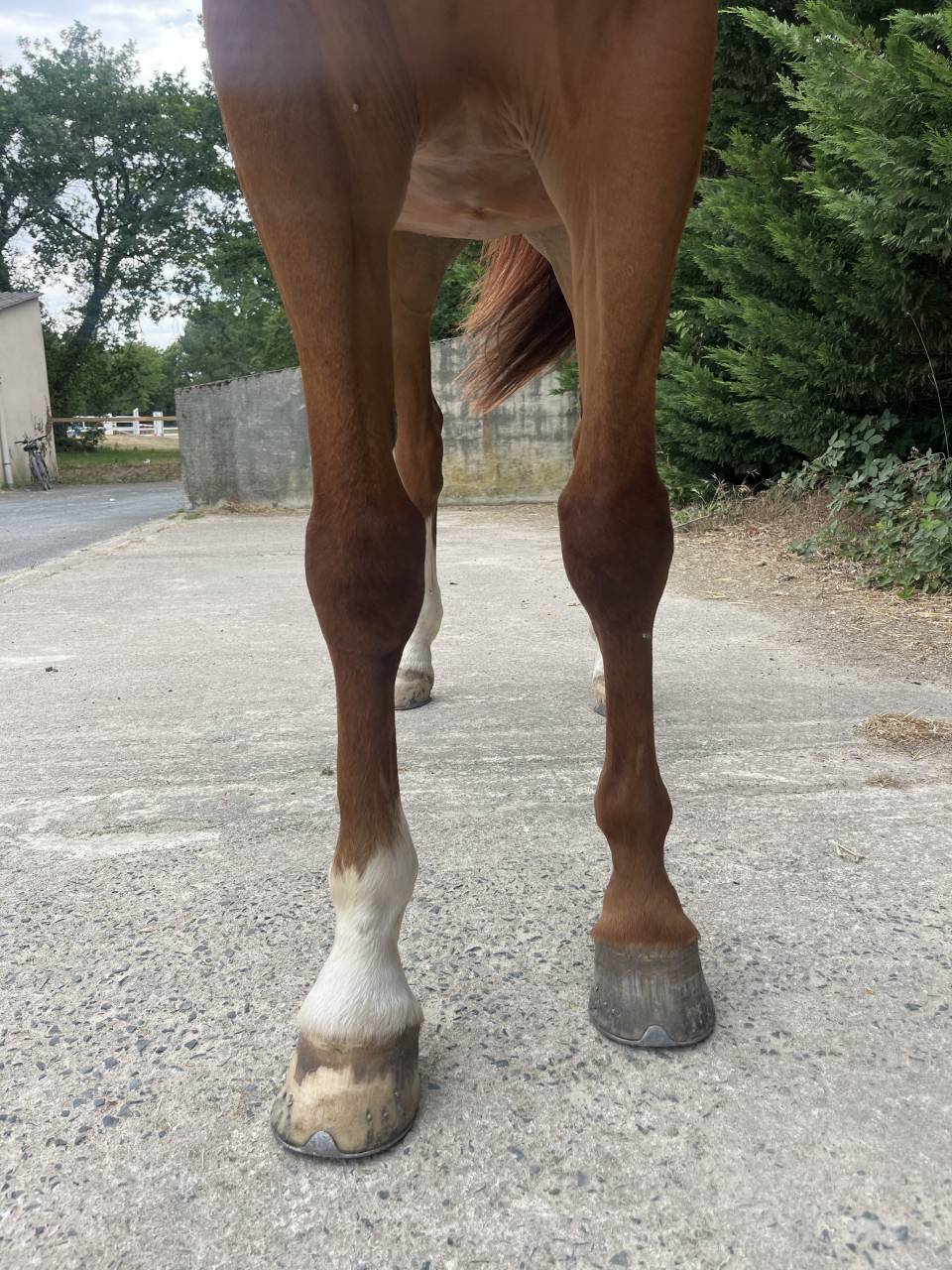 Caballo castrado Silla Franc&eacute;s En venta 2020 Alaz&aacute;n