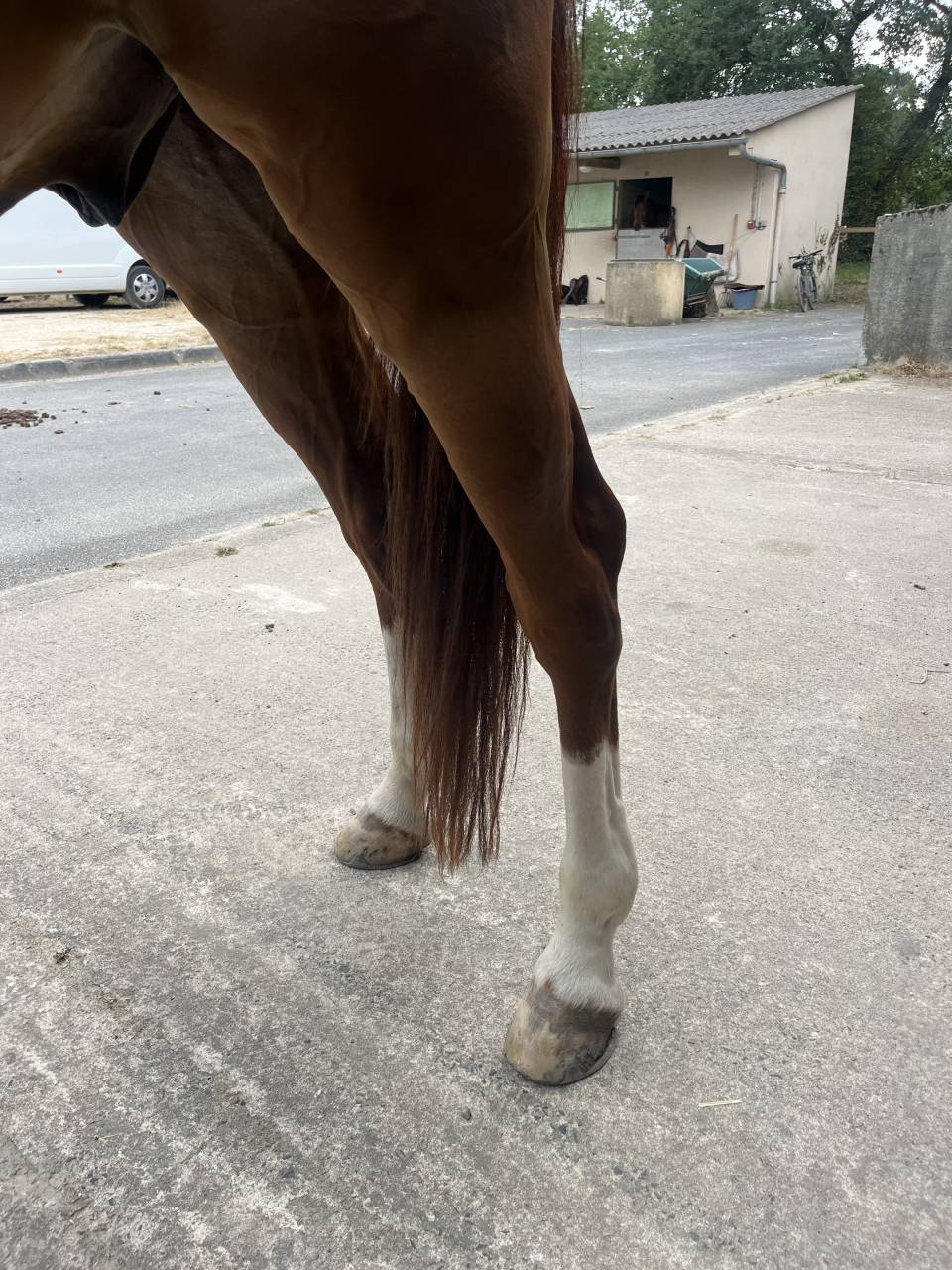 Caballo castrado Silla Franc&eacute;s En venta 2020 Alaz&aacute;n