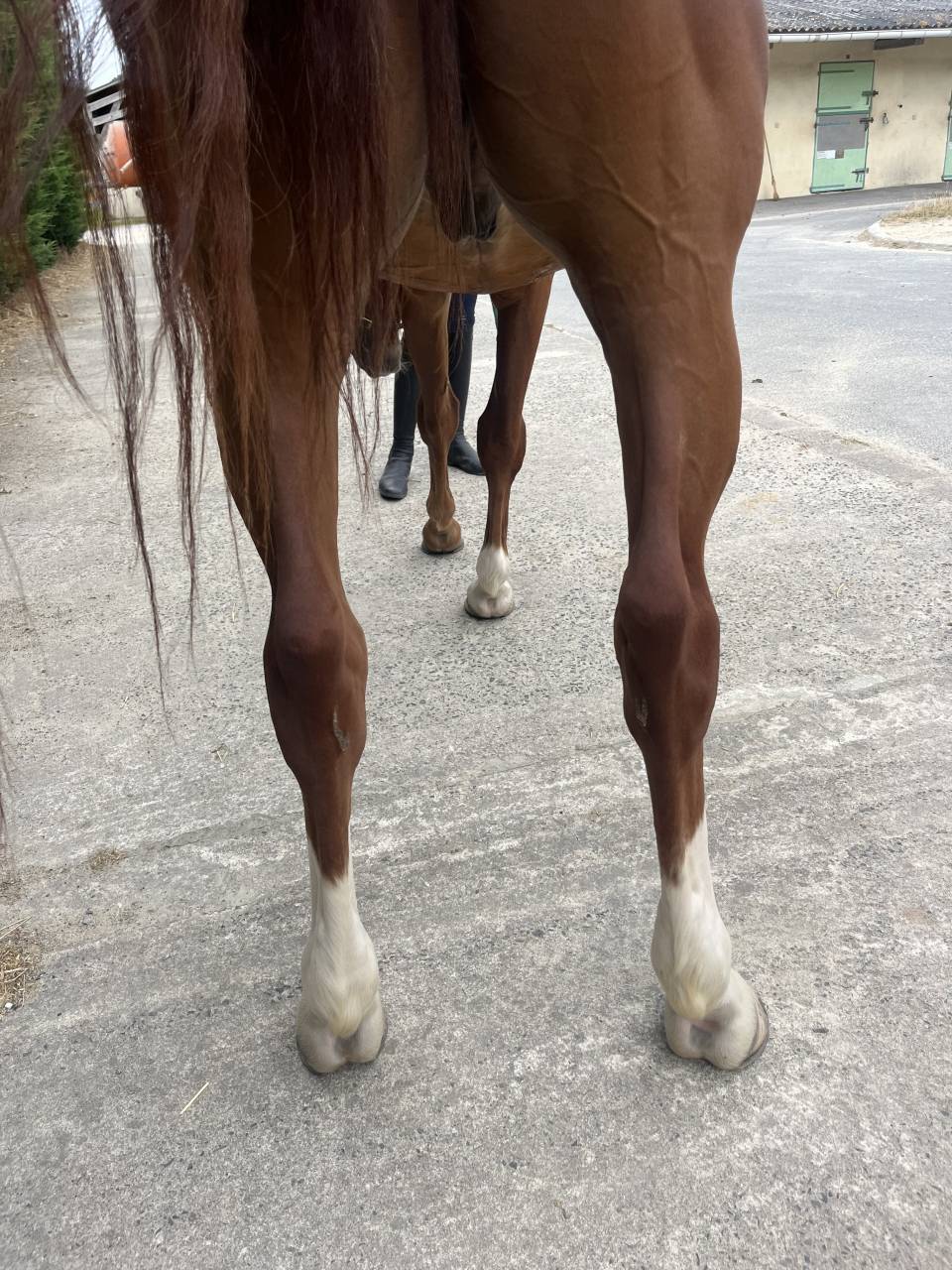 Caballo castrado Silla Franc&eacute;s En venta 2020 Alaz&aacute;n