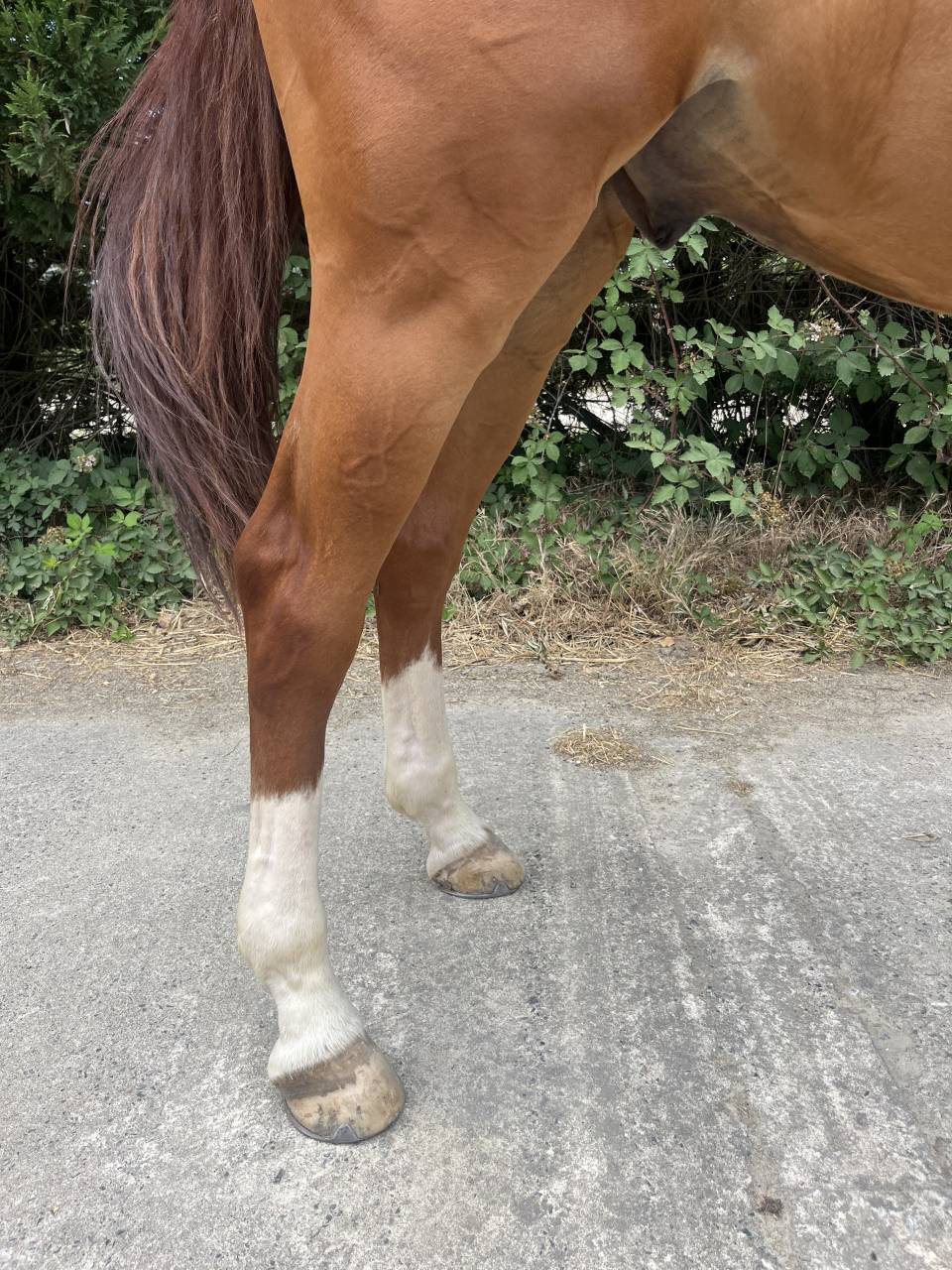 Caballo castrado Silla Franc&eacute;s En venta 2020 Alaz&aacute;n