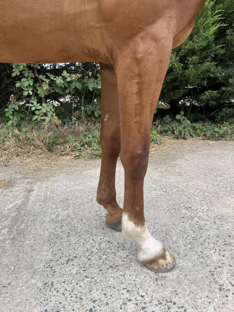 Caballo castrado Silla Franc&eacute;s En venta 2020 Alaz&aacute;n