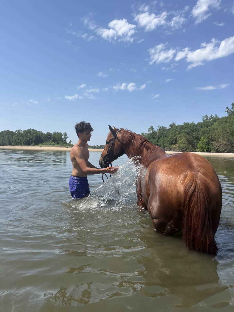 Caballo castrado Silla Franc&eacute;s En venta 2020 Alaz&aacute;n