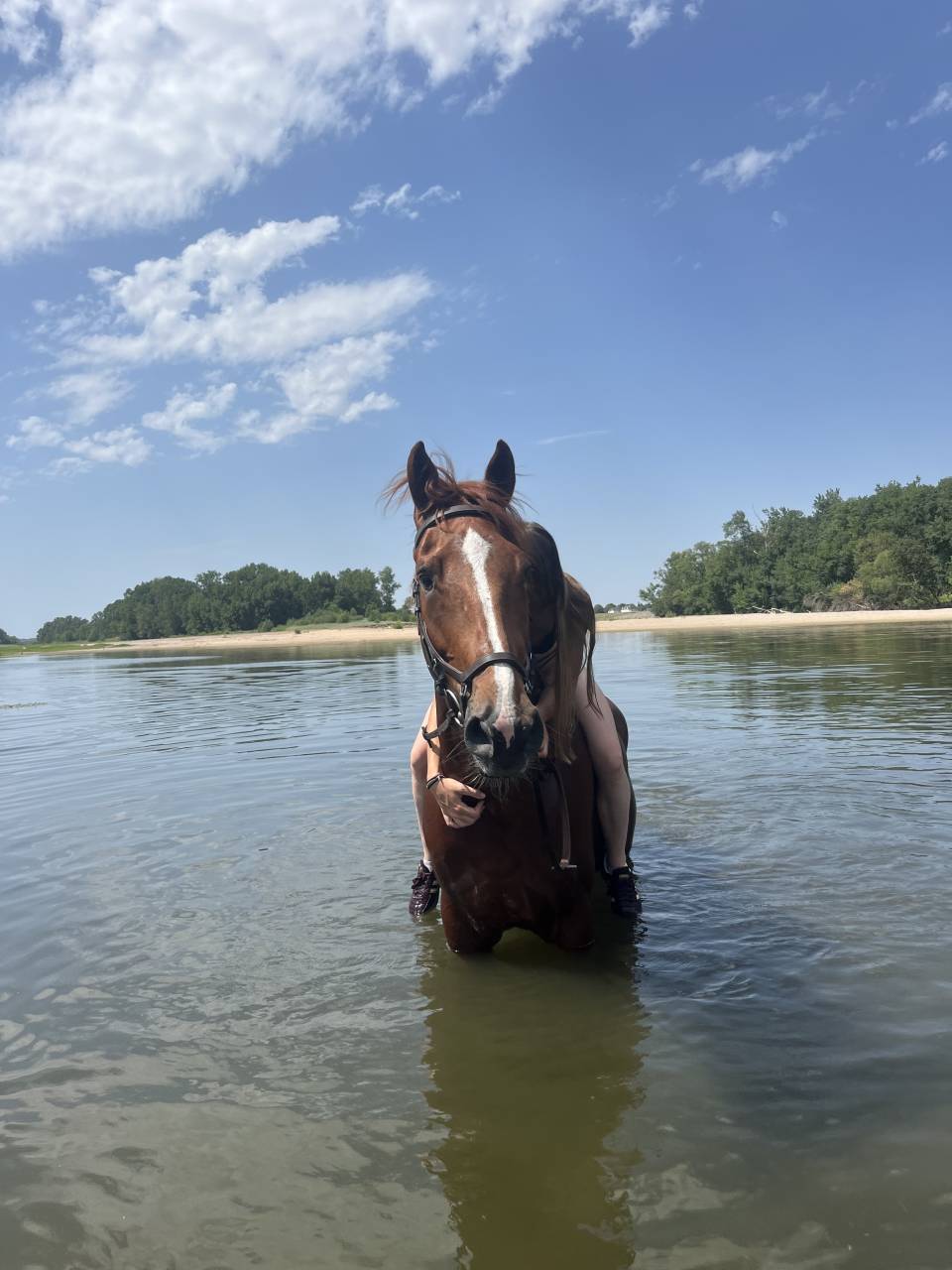 Caballo castrado Silla Franc&eacute;s En venta 2020 Alaz&aacute;n