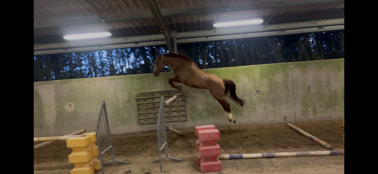 Caballo castrado Silla Franc&eacute;s En venta 2020 Alaz&aacute;n