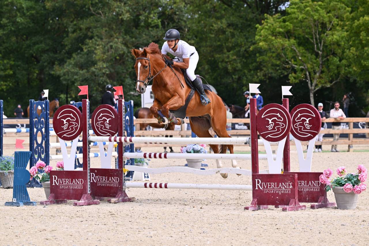 Caballo castrado Silla Franc&eacute;s En venta 2020 Alaz&aacute;n