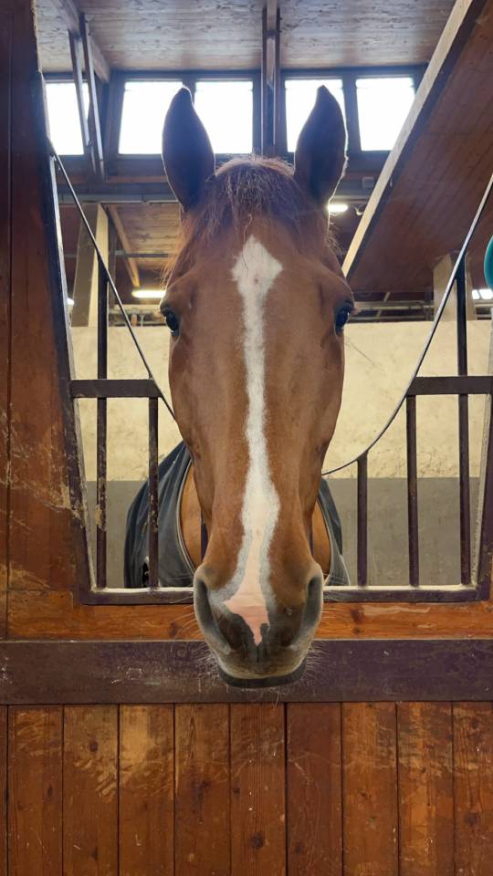 Caballo castrado Silla Franc&eacute;s En venta 2020 Alaz&aacute;n