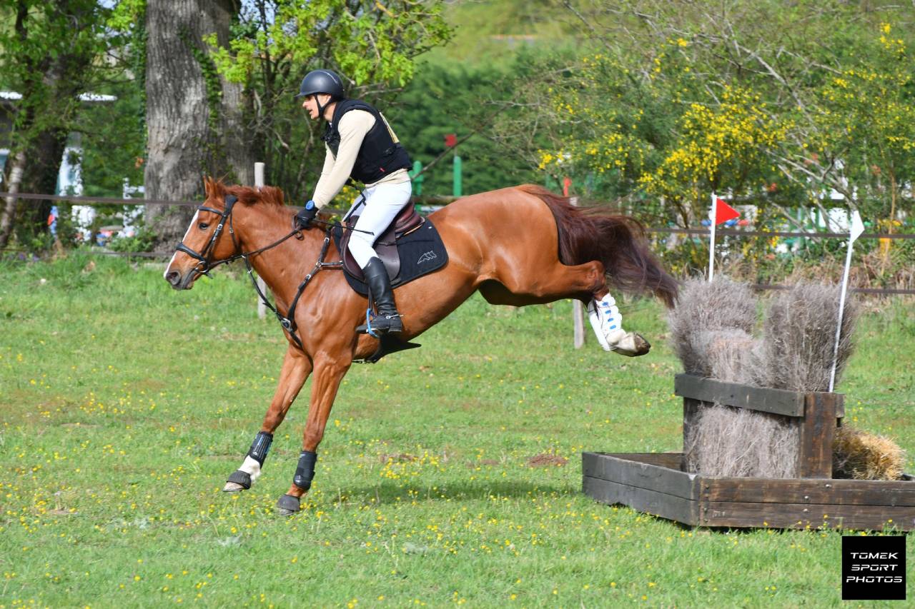 Caballo castrado Silla Franc&eacute;s En venta 2020 Alaz&aacute;n