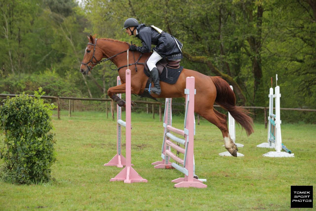 Caballo castrado Silla Franc&eacute;s En venta 2020 Alaz&aacute;n
