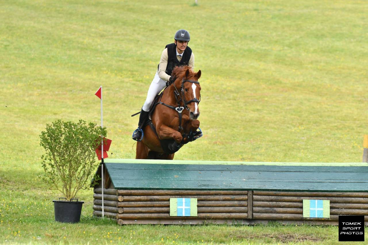 Caballo castrado Silla Franc&eacute;s En venta 2020 Alaz&aacute;n