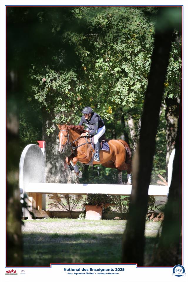 Caballo castrado Silla Franc&eacute;s En venta 2020 Alaz&aacute;n