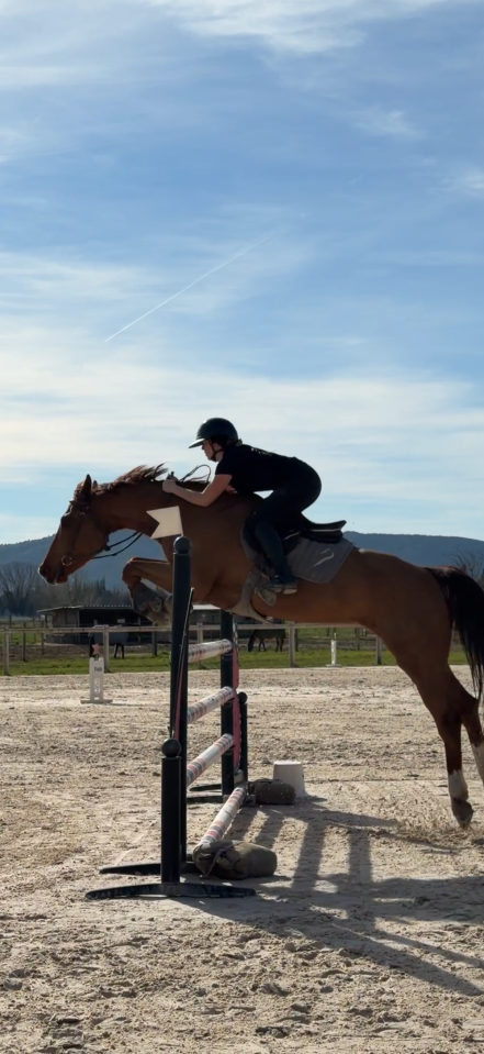 Caballo castrado BWP Caballo de Sangre Belga En venta 2015 Alaz&aacute;n por Kasanova de la pomme