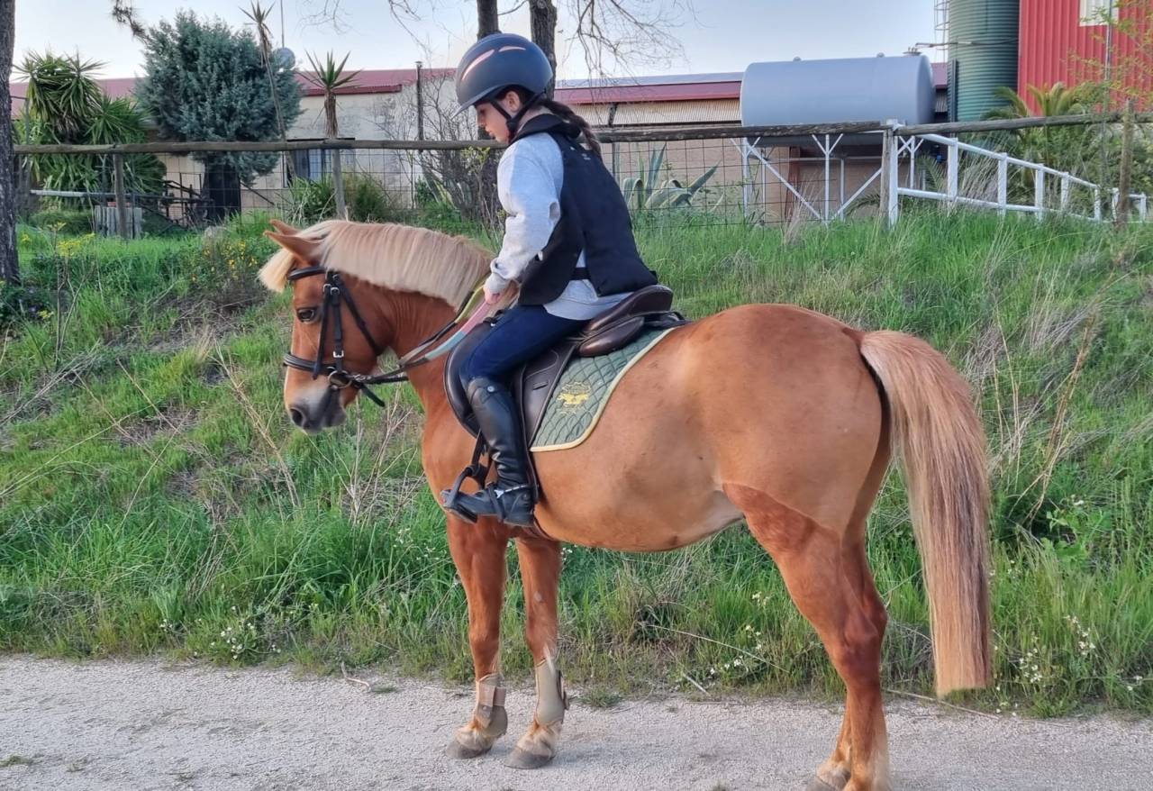 Se vende poni B
