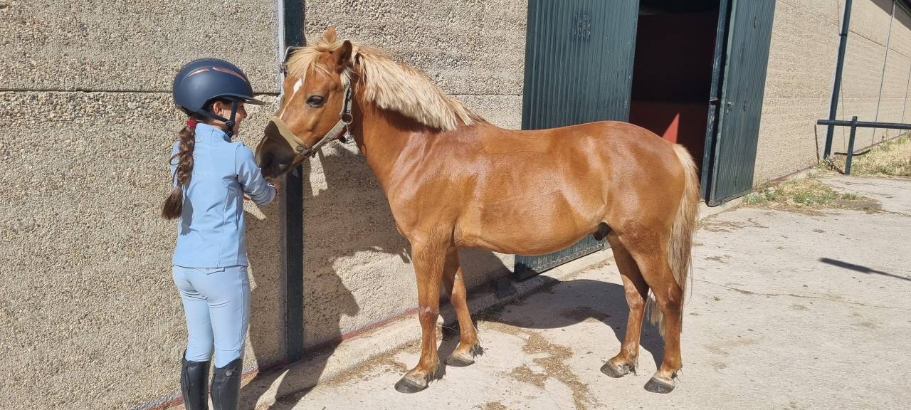 Se vende poni B