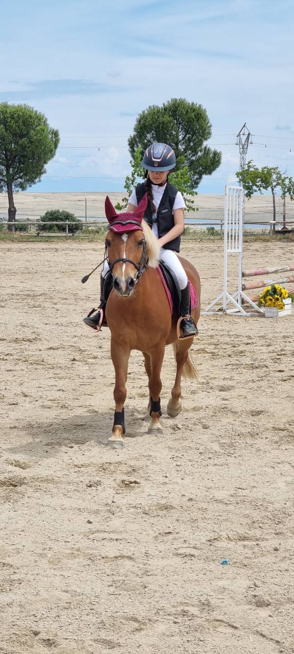 Se vende poni B