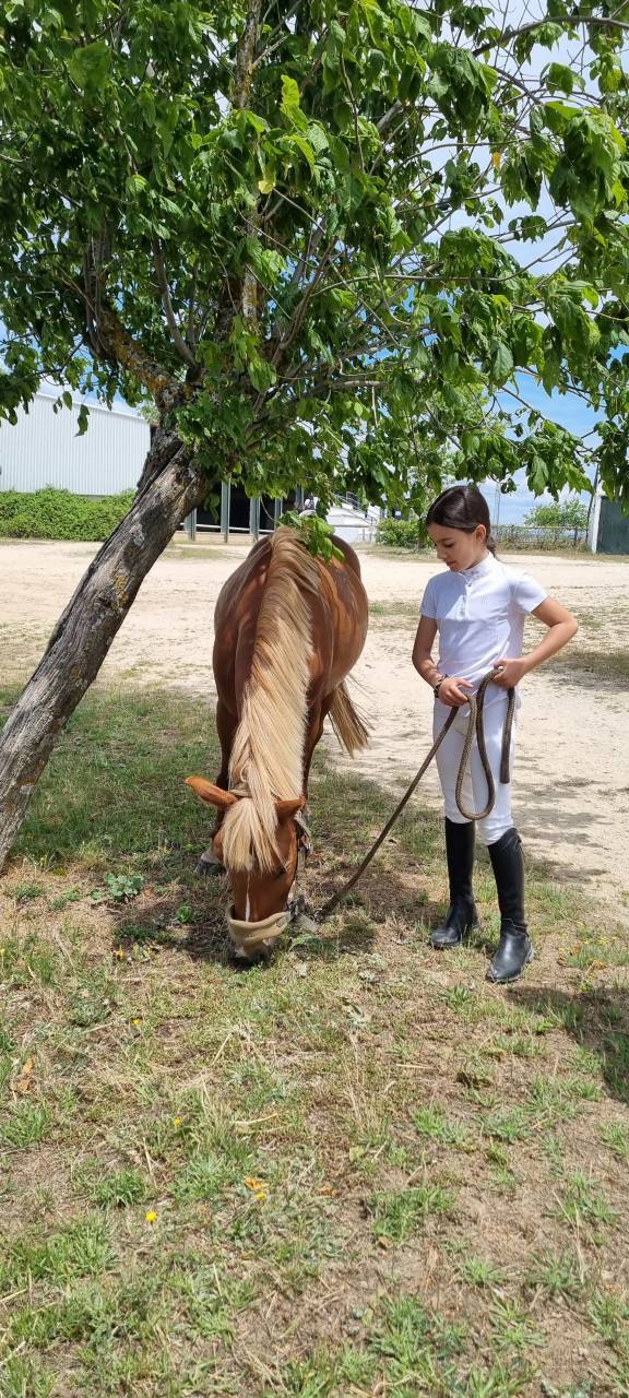 Se vende poni B