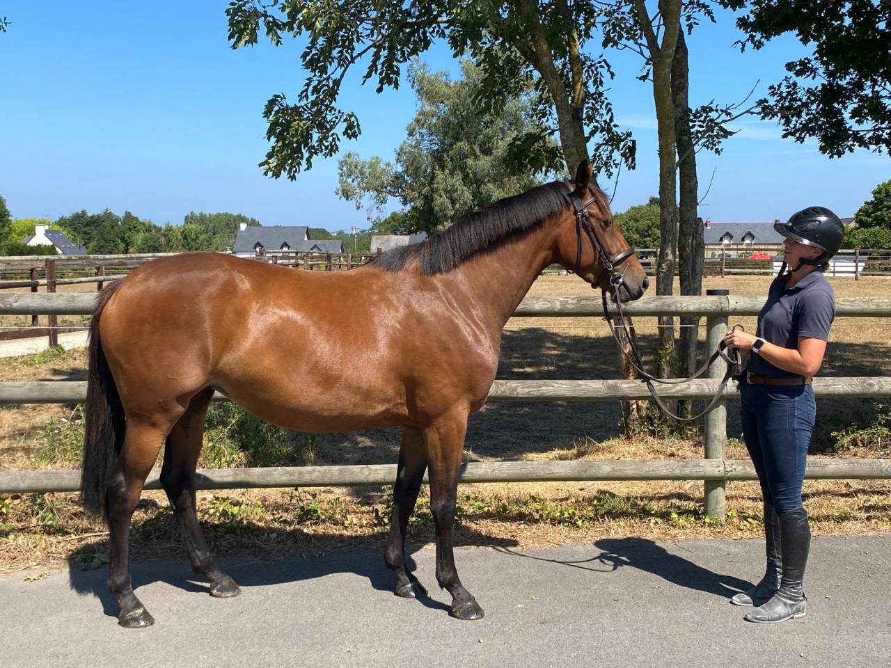 Yegua Silla Franc&eacute;s En venta 2023 Bayo por ANDIAMO DEMILLY