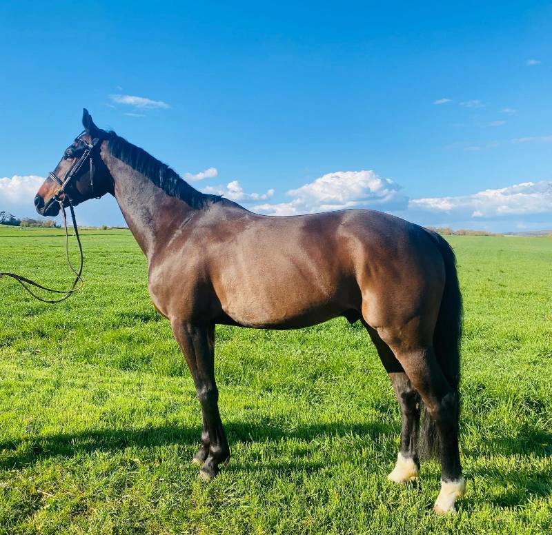 Caballo castrado Silla Franc&eacute;s En venta 2020 Negro por Kasanova de la pomme