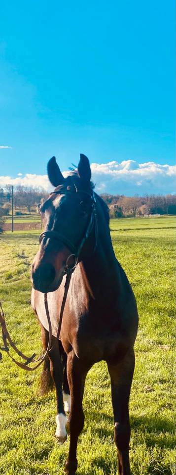 Caballo castrado Silla Franc&eacute;s En venta 2020 Negro por Kasanova de la pomme