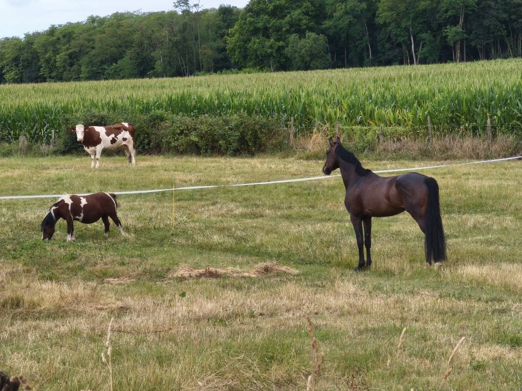 Caballo castrado Silla Franc&eacute;s En venta 2020 Negro por Kasanova de la pomme