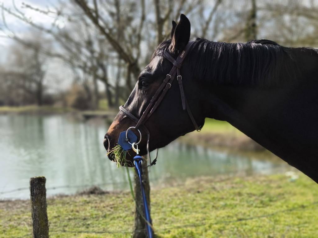 Caballo castrado Silla Franc&eacute;s En venta 2020 Negro por Kasanova de la pomme