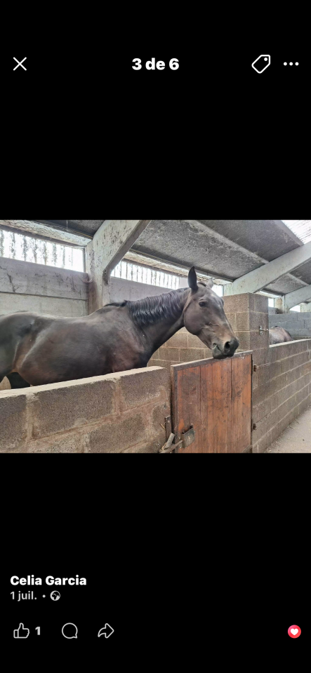 Yegua Caballo de Silla En venta 2012 Bocifuego