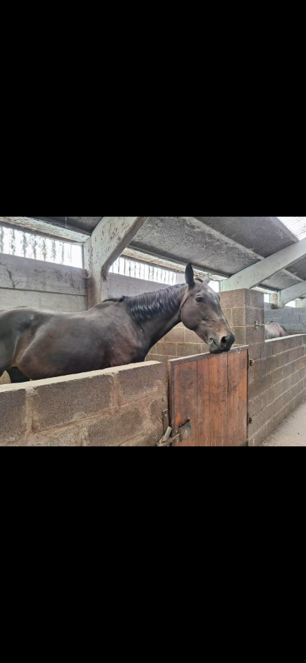 Yegua Caballo de Silla En venta 2012 Bocifuego