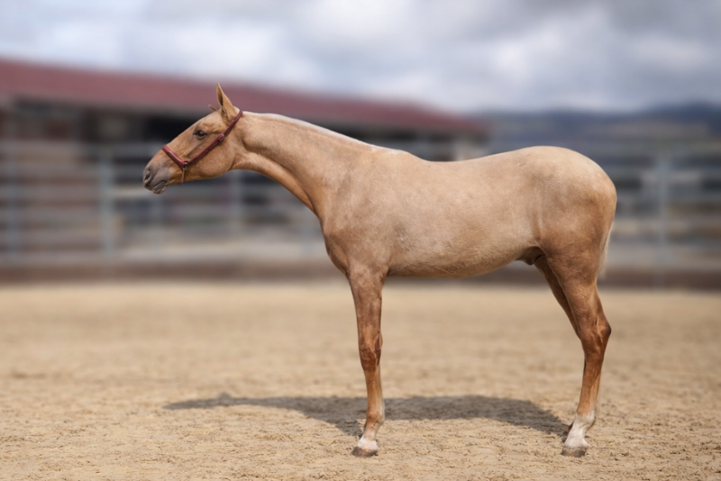 Potro PRE Pura Raza Espa&ntilde;ola En venta 2025 Palomino por MALVERDE FP
