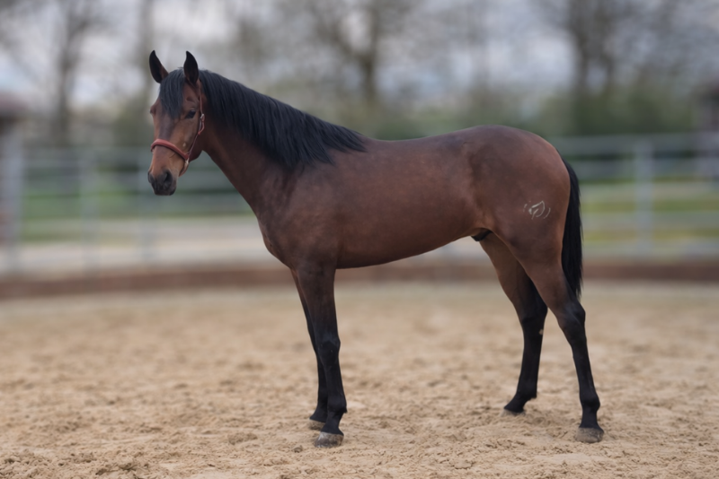 Caballo castrado PRE Pura Raza Espa&ntilde;ola En venta 2023 Bayo