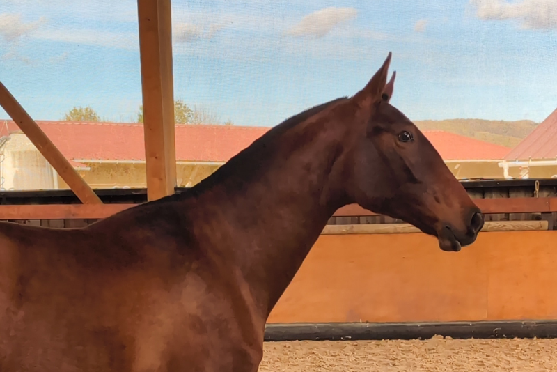 Yegua PRE Pura Raza Espa&ntilde;ola En venta 2024 Bayo por ABANICO SG