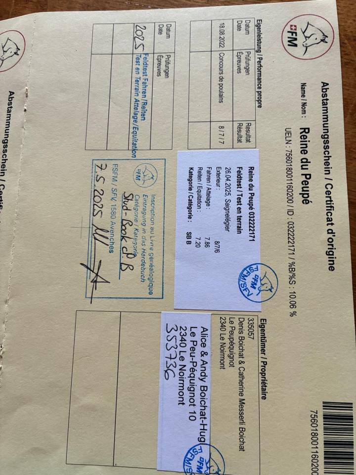 Yegua Franca-Monta&ntilde;a En venta 2022 Bayo