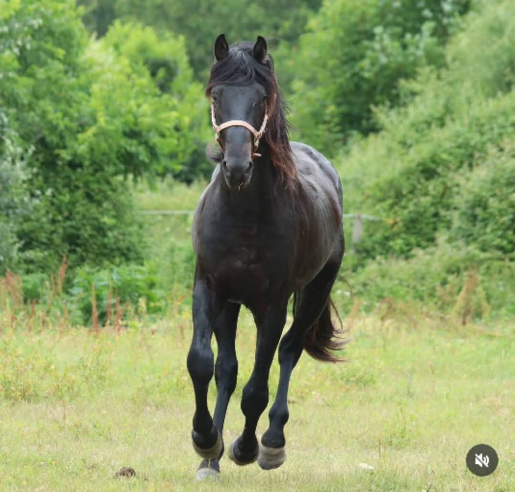 Caballo entero Silla Franc&eacute;s En venta 2022 Negro por FIDJY OF COLORS (BEL)