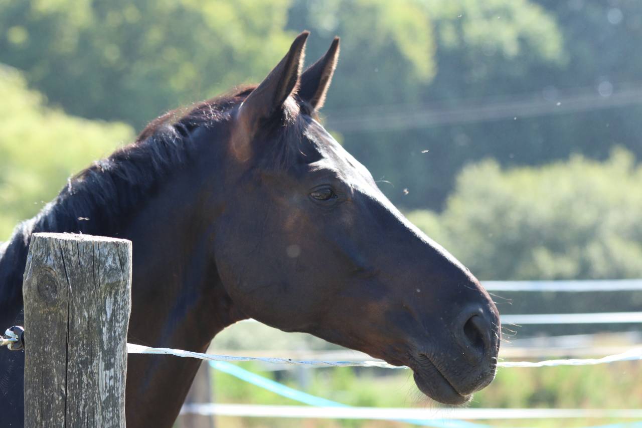 Caballo entero Silla Franc&eacute;s En venta 2022 Negro por FIDJY OF COLORS (BEL)