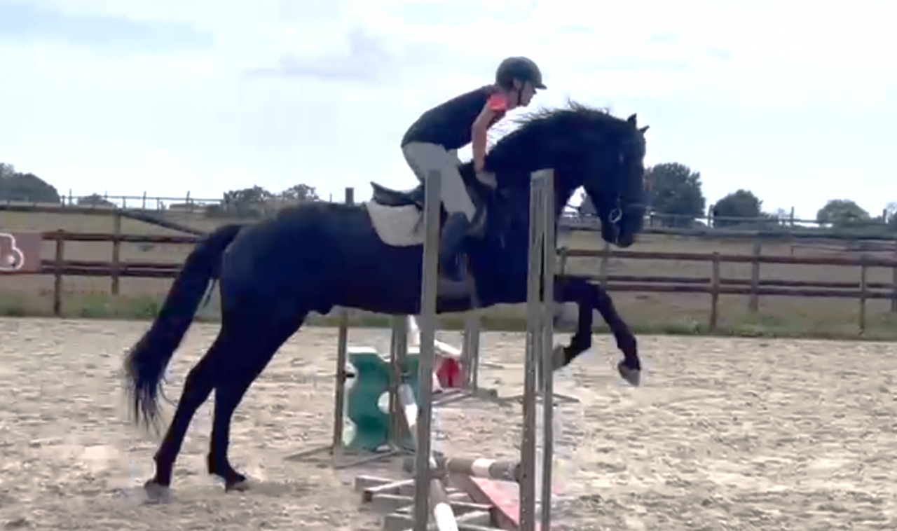 Caballo entero Silla Franc&eacute;s En venta 2022 Negro por FIDJY OF COLORS (BEL)