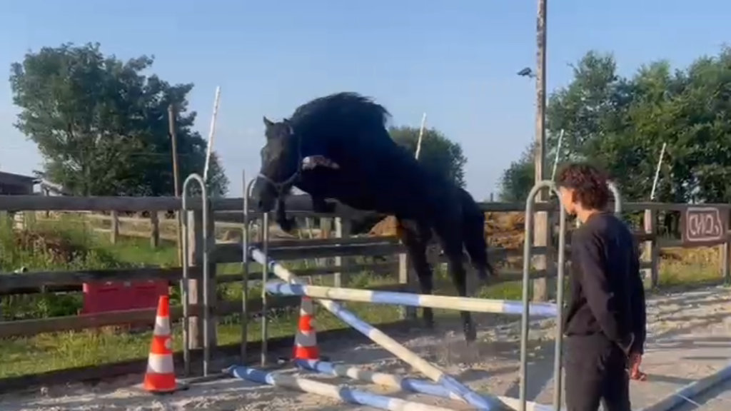 Caballo entero Silla Franc&eacute;s En venta 2022 Negro por FIDJY OF COLORS (BEL)