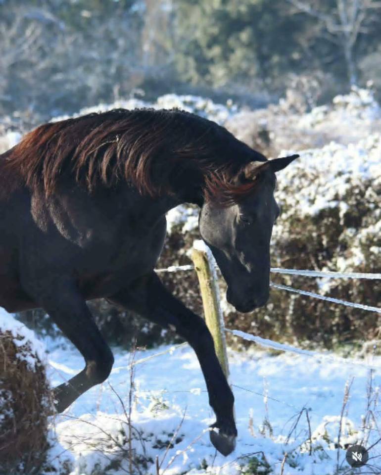 Caballo entero Silla Franc&eacute;s En venta 2022 Negro por FIDJY OF COLORS (BEL)