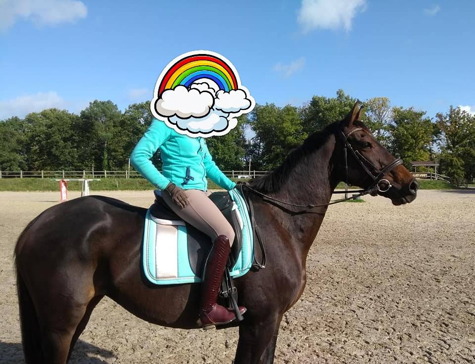 Caballo entero Silla Franc&eacute;s En venta 2022 Negro por FIDJY OF COLORS (BEL)