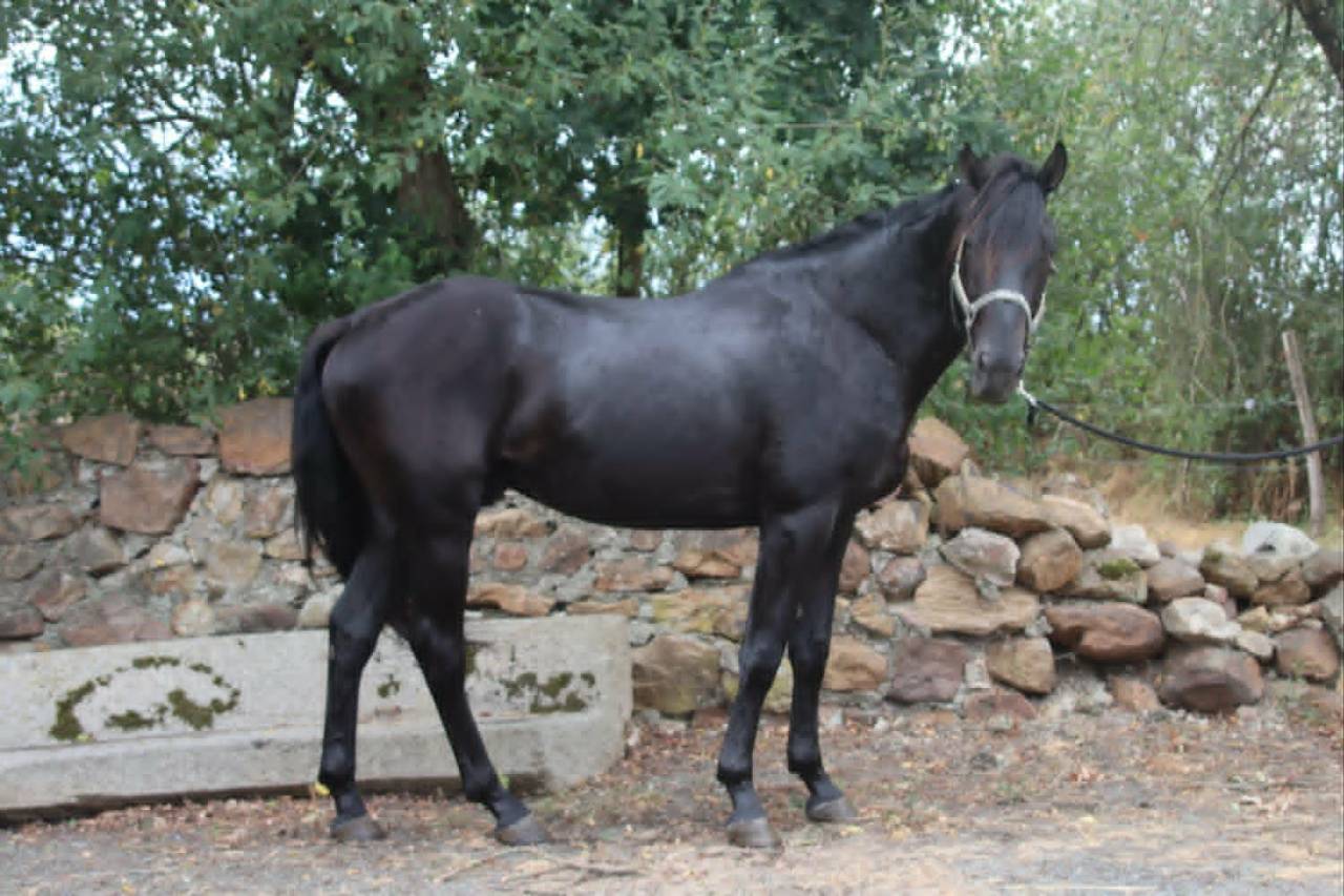 Caballo entero Silla Franc&eacute;s En venta 2022 Negro por FIDJY OF COLORS (BEL)